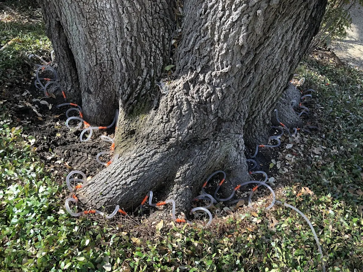 Detailed Tree Cabling and Bracing job site in Glade Valley