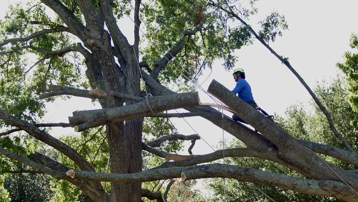 Professional Crown Thinning performed by certified arborists in Glade Valley
